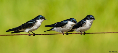 GOLONDRINA PATAGÓNICA (Tachycineta leucopyga) - Paso Mauricio - SAN JOSÈ (Julio 2015)